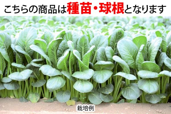 よくばり小松菜　長楽