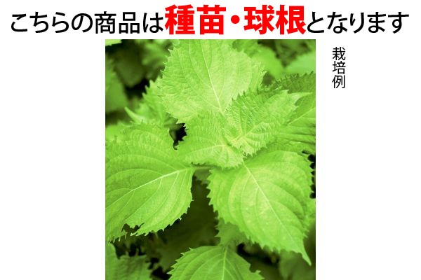 なにかと便利な青しそ　栽培セット