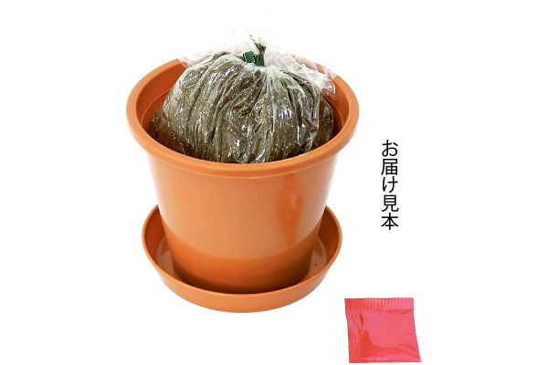 なにかと便利な青しそ　栽培セット