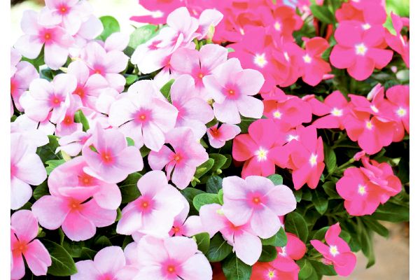 ニチニチソウ　彩り華やかセット
