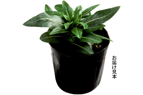 ニチニチソウ　彩り華やかセット