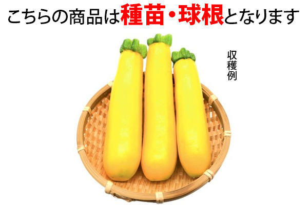 イエローズッキーニ