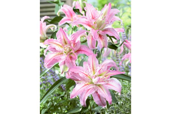 スピード開花　八重ゆり　ピンク