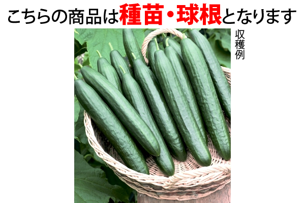 よく成る秋キュウリ　味一角