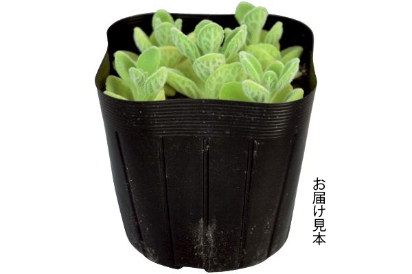 アロマティカス