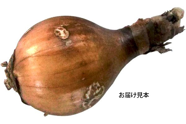 八重咲ひがんばな