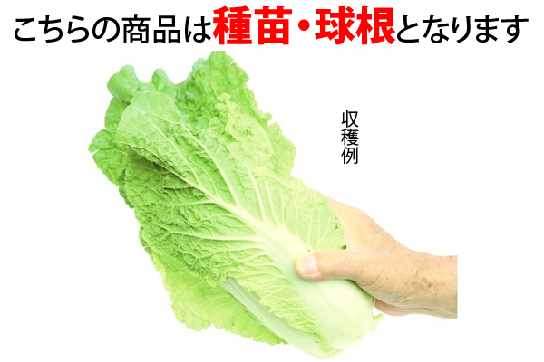 芯までやわらか！食べきりミニ白菜