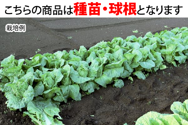 芯までやわらか！食べきりミニ白菜