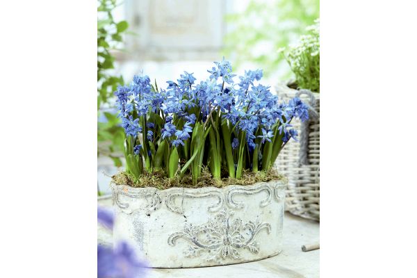 植えっぱなし　スプリングビューティー