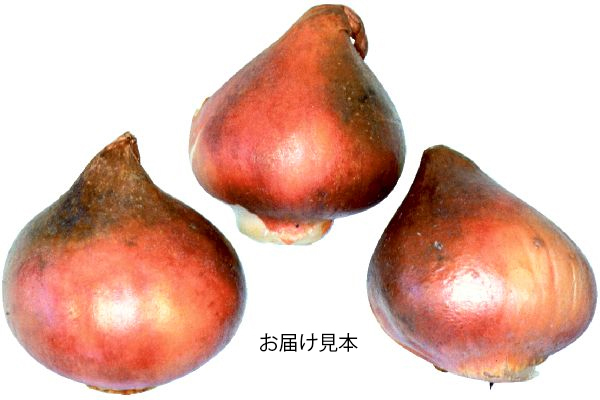チューリップ　ホワイトバレー