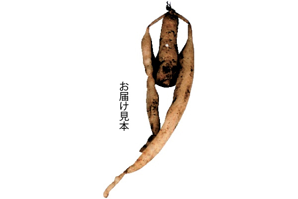 パステル　アルストロメリア