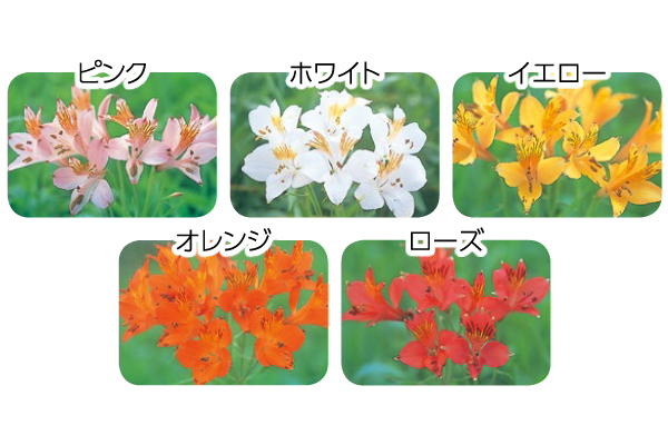 パステル　アルストロメリア