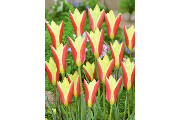 植えっぱなし　ミニチューリップ　ティンカ