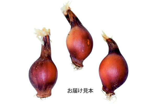 植えっぱなし　ミニチューリップ　ティンカ