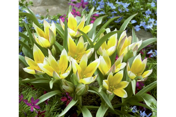 植えっぱなし　ミニチューリップ　タルダ