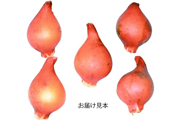 植えっぱなし　ミニチューリップ　タルダ
