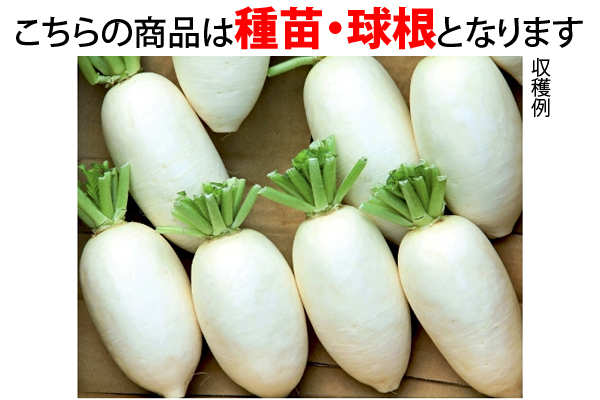 あじまるみ大根