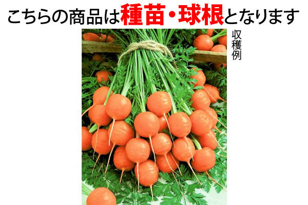 チビマルコ人参