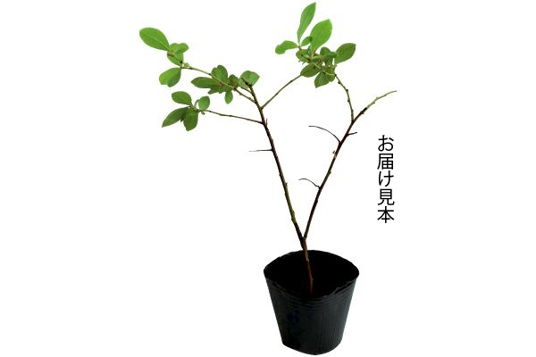 初めてのブルーベリー
