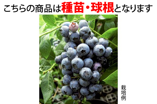 初めてのブルーベリー