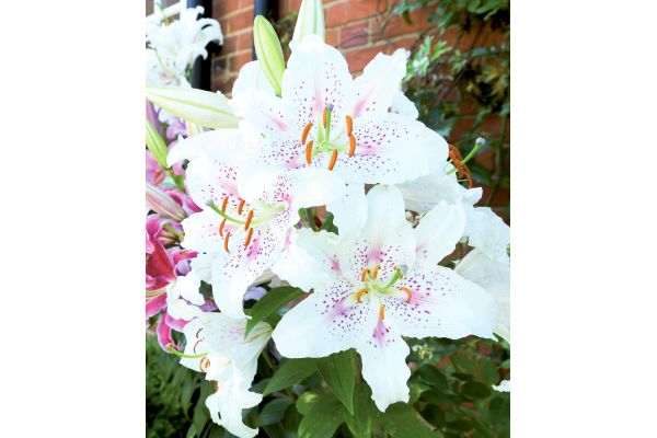 切り花用　マスカデットカサブランカ