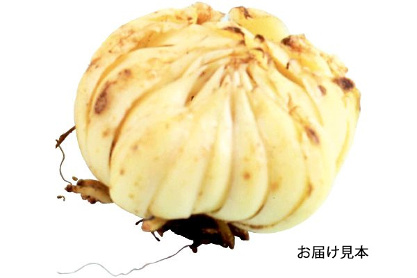 切り花用　マスカデットカサブランカ