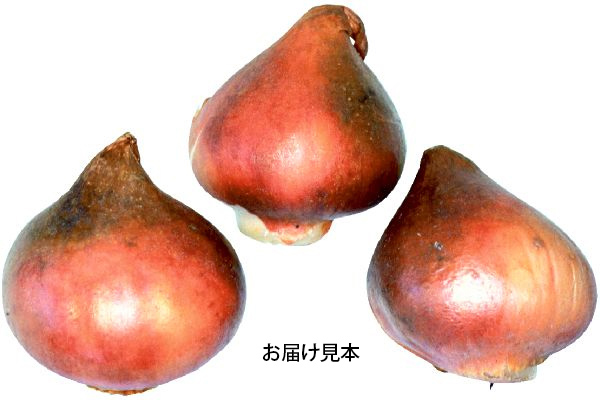 国産チューリップ
