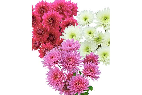 寒咲き中輪菊
