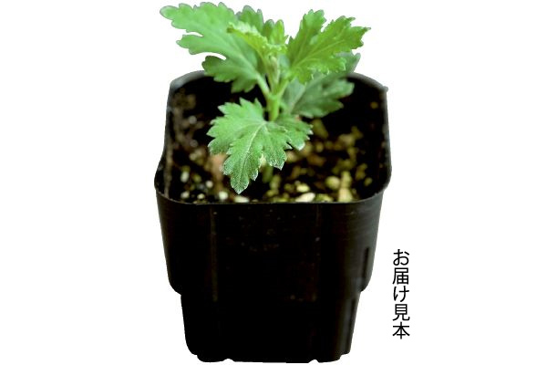 寒咲き中輪菊