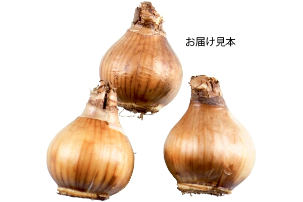 植えっぱなし　カラフル水仙