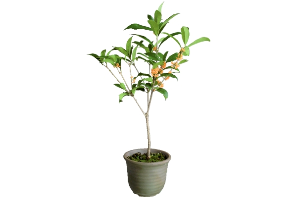鉢植えで楽しめるきんもくせい