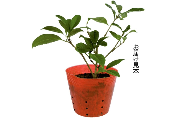 鉢植えで楽しめるきんもくせい