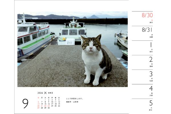 週めくりカレンダー　岩合光昭×ねこ