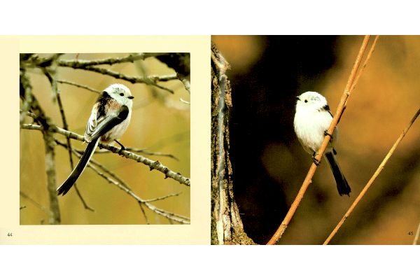 シマエナガさんの１２カ月［新装版］