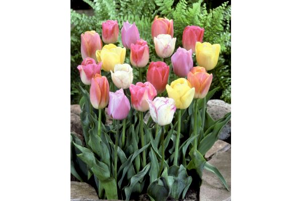 フルーティーチューリップ