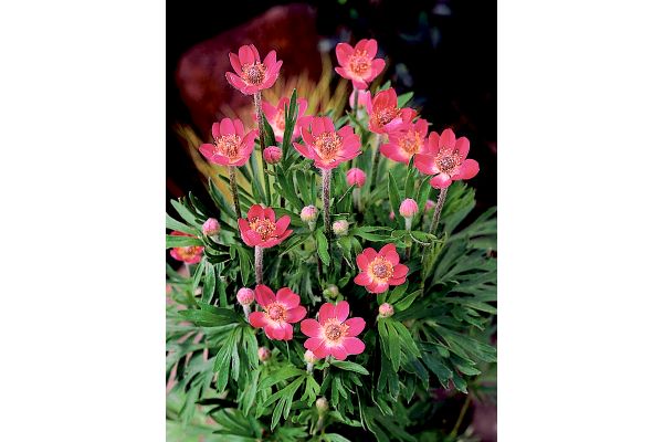 宿根アネモネ　ムルチフィダルブラ