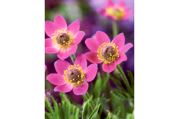 宿根アネモネ　ムルチフィダルブラ