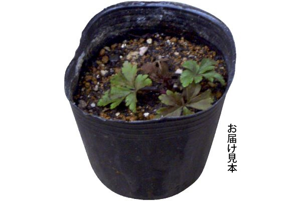 宿根アネモネ　ムルチフィダルブラ