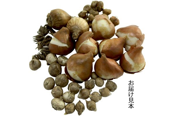 おまかせ秋球根