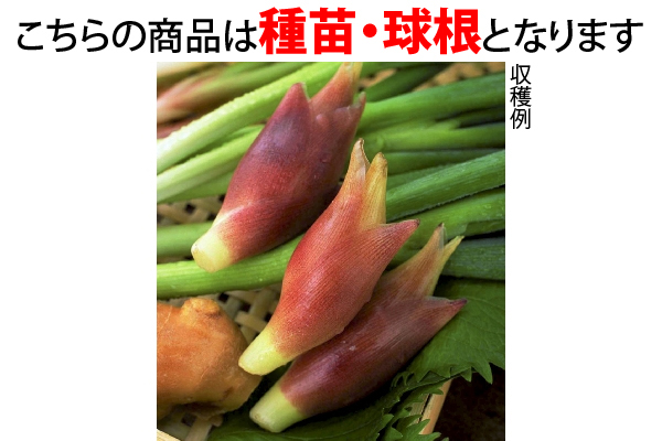 日陰で豊作　早生みょうが