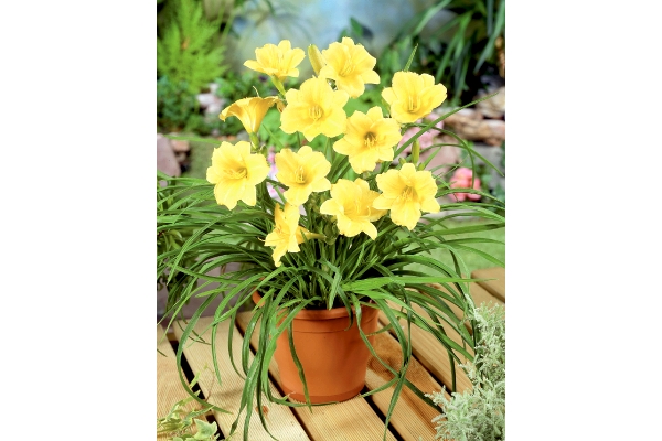 四季咲きデイリリー　黄金の星