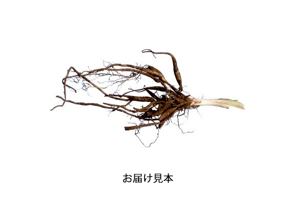 四季咲きデイリリー　黄金の星