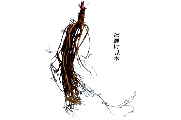 エキナセア　みどりの宝石