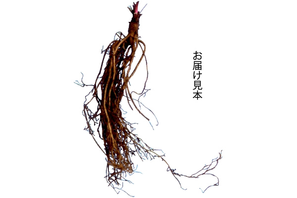 深紅のエキナセア