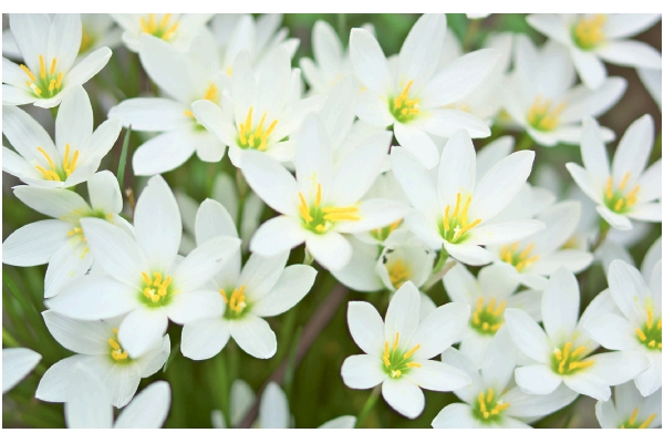 植えっぱなし　玉すだれ