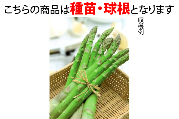 グリーンアスパラ