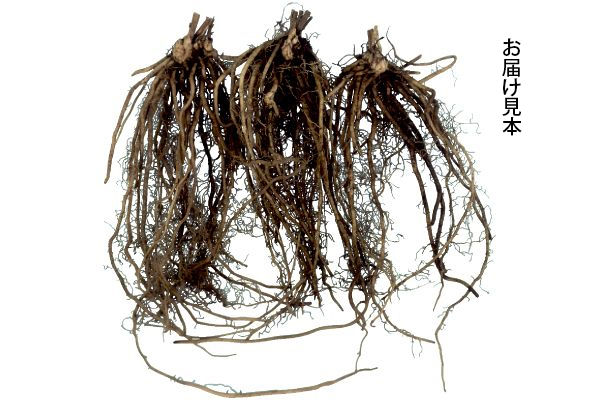 グリーンアスパラ