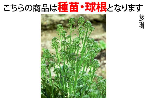 たくさん収穫　アスパラ風味の茎ブロッコリー