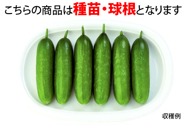 スナック感覚のカクテルミニキュウリ