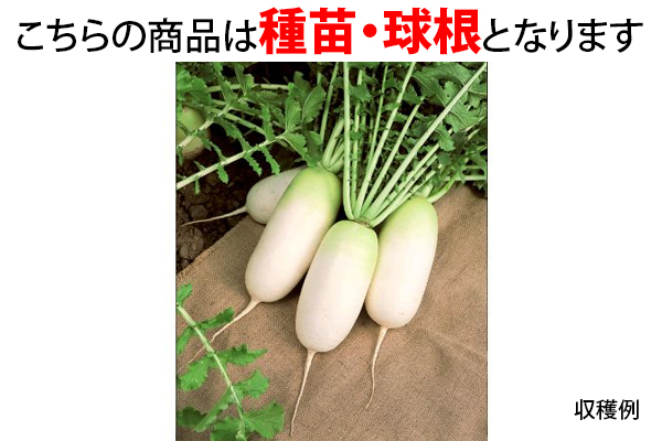 プランターでＯＫ！だいこん　ころっ娘